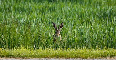 让黄河成为造福人民的幸福河